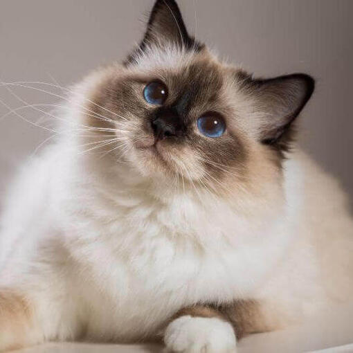 Gato birmano